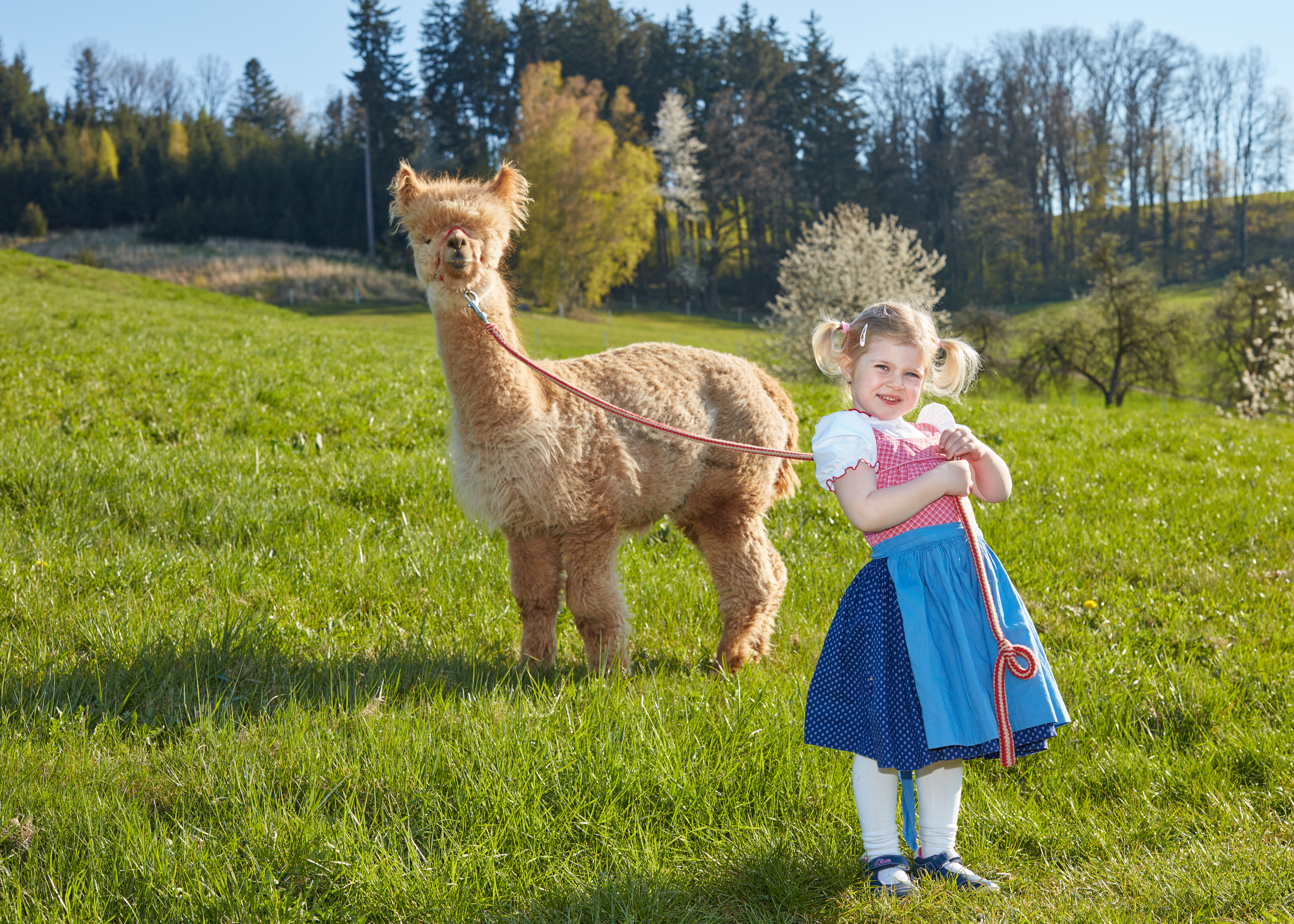 Kindergeburtstag, Alpaka Farm Anzengruber in Schlüßlberg, www.alpaka-anzengruber.at, Gewölbe mieten, Feiern, Ausflugsziel, Ausflugstipp, OÖ, Alpakawanderung in Schlüßlberg