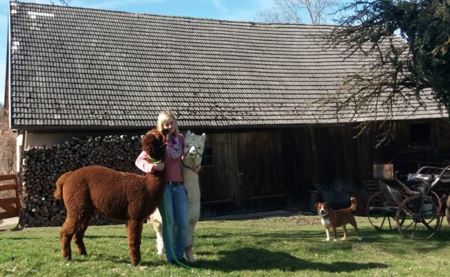 Alpakawanderung - Alpakatrekking - Alpakatour - Energie Tanken - Alpakas in Grieskirchen - Alpakas Wels - Alpakas Linz Teamevent mit Alpakas