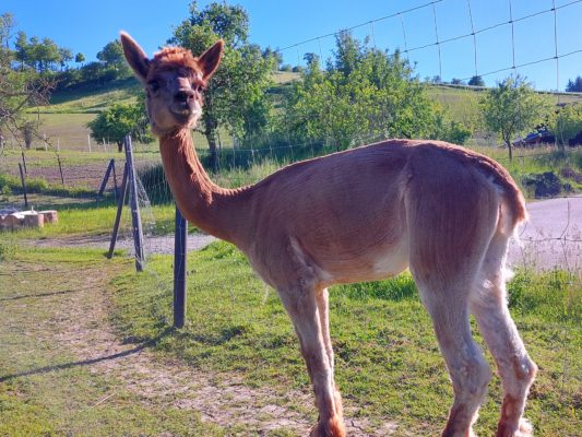Bauernhof mit Tiere - Ausflugsziel- Ausflugstipp