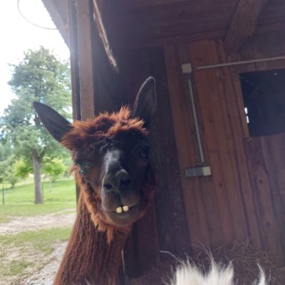 Coole Alpakas - Kindergeburtstag mit Tiere - Alpaka erleben, Ausflugstipp Ausflugsziel Freizeit Natur Bauernhof Alpakawanderung Erlebnis schenken Schlüßlberg nähe Bad Schallerbach-Grieskirchen