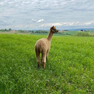 Coole Alpakas - Kindergeburtstag mit Tiere - Alpaka erleben,Ausflugstipp Ausflugsziel Freizeit Natur Bauernhof Alpakawanderung Erlebnis schenken Schlüßlberg nähe Bad Schallerbach-Grieskirchen