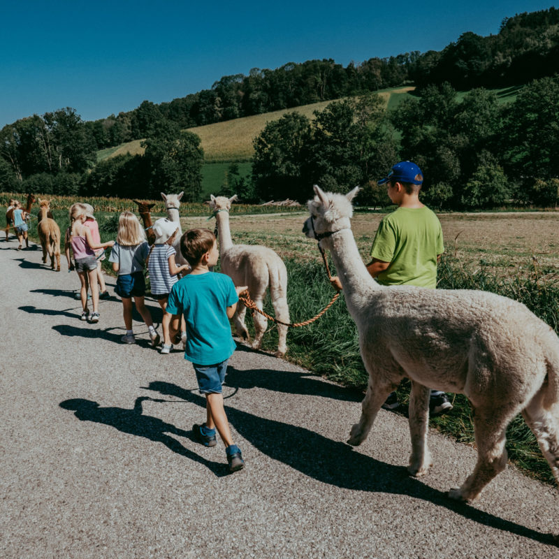 Kindergeburtstag, Alpaka Farm Anzengruber in Schlüßlberg, www.alpaka-anzengruber.at, Gewölbe mieten, Feiern, Ausflugsziel, Ausflugstipp, OÖ, Alpakawanderung in