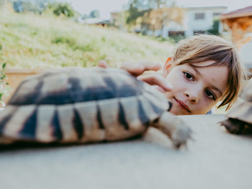 Kindergeburtstag, Alpaka Farm Anzengruber in Schlüßlberg, www.alpaka-anzengruber.at, Gewölbe mieten, Feiern, Ausflugsziel, Ausflugstipp, OÖ, Alpakawanderung in Schlüßlberg, Schule am Bauernhof