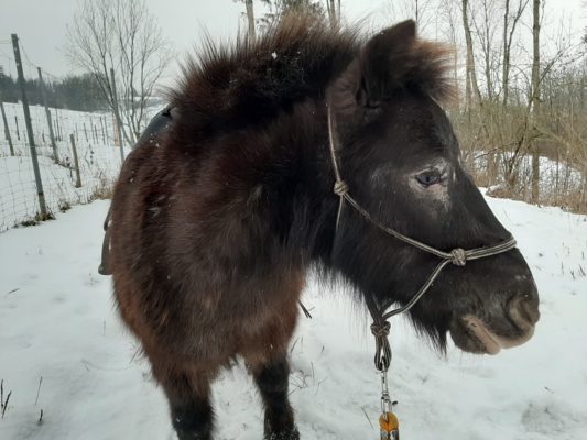 Ponyreiten - Kinderponyreiten - Schlüßlberg - Grieskirchen