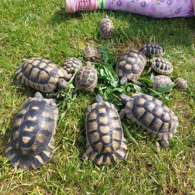 Kindergeburtstag, Alpaka Farm Anzengruber in Schlüßlberg, www.alpaka-anzengruber.at, Gewölbe mieten, Feiern, Ausflugsziel, Ausflugstipp, OÖ, Alpakawanderung in