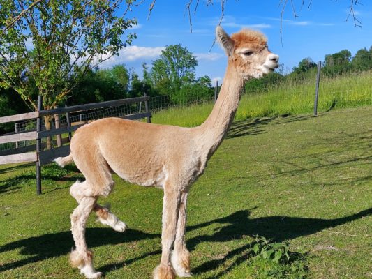 Ausflugtipp OÖ - Tiererlebnis - Alpakawanderung - Grieskirchen,Ausflugstipp Ausflugsziel Freizeit Natur Bauernhof Alpakawanderung Erlebnis schenken Schlüßlberg nähe Bad Schallerbach-Grieskirchen