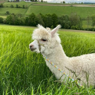 Alpakawanderung - nähe Bad Schallerbach - Therme - Urlaub - Ausflug,Ausflugstipp Ausflugsziel Freizeit Natur Bauernhof Alpakawanderung Erlebnis schenken Schlüßlberg nähe Bad Schallerbach-Grieskirchen