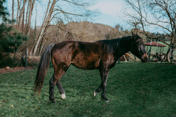 Pferde reiten - OÖ - Kindergeburtstag