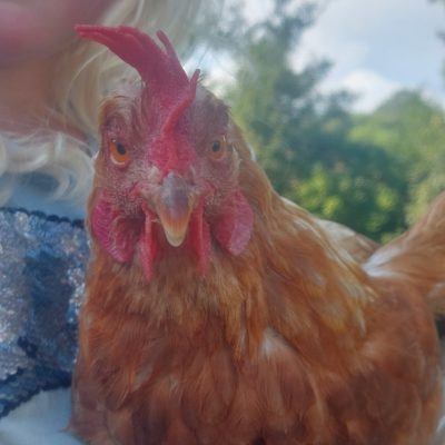 Stallbesuch - OÖ - Grieskirchen - Schlüßlberg