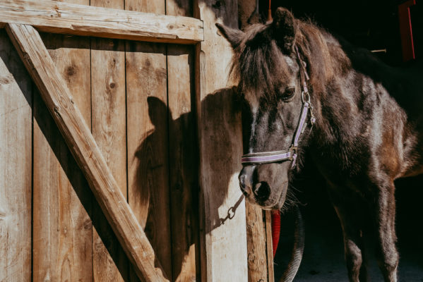 Ponyreiten Linz - Wels - Grieskirchen - Bad Schallerbach