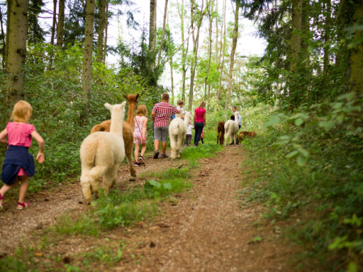 OÖ Alpakawanderung - Grieskirchen - Trekkingtouren - Schlüßlberg-Freizeit-Spaß