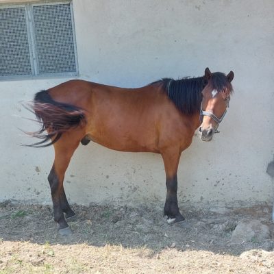 Reitpädagogik - Schlüßlberg - Teamevent - Kindergeburtstag