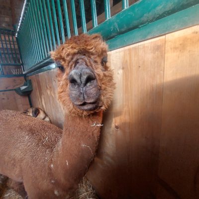 Stallbesuch - Alpakafarm Schlüßlberg - Kindergeburtstag