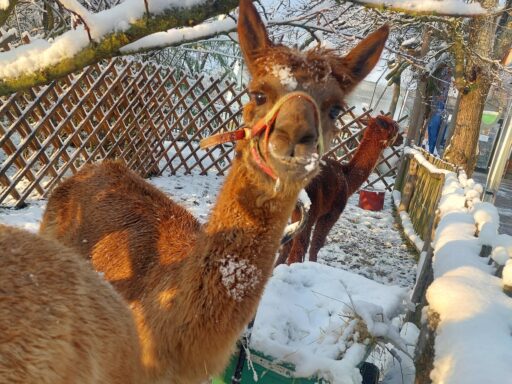 Alpakawanderung - Abschalten vom Alltag - Natur mit Tiere - Abenteuer Tier- Erlebnis,Ausflugstipp Ausflugsziel Freizeit Natur Bauernhof Alpakawanderung Erlebnis schenken Schlüßlberg nähe Bad Schallerbach-Grieskirchen