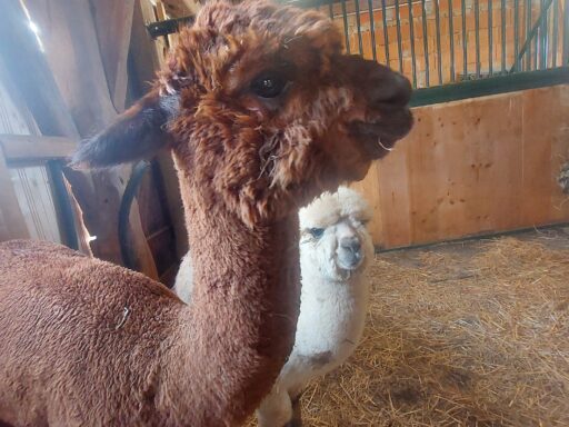 Alpaka, Kindergeburtstag, OÖ Ausflugstipp Ausflugsziel Freizeit Natur Bauernhof Alpakawanderung Erlebnis schenken Schlüßlberg nähe Bad Schallerbach-Grieskirchen