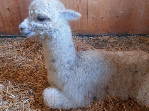Stallführung Alpakas, Alpakawanderung, Alpakatrekking, Natur mit Tiere,Ausflugstipp Ausflugsziel Freizeit Natur Bauernhof Alpakawanderung Erlebnis schenken Schlüßlberg nähe Bad Schallerbach-Grieskirchen
