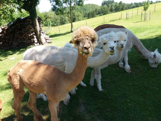 Alpakawanderung in OÖ, Schlüßlberg, Grieskirchen, www.alpaka-anzengruber.at