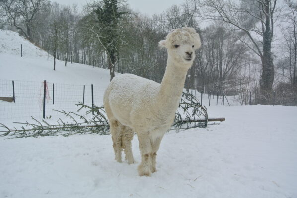 Alpakawanderung in OÖ, Teamevent mit Tieren