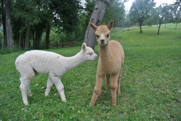 ALpakawanderung in OÖ, Trekking mit Alpakas, Schlüßlberg