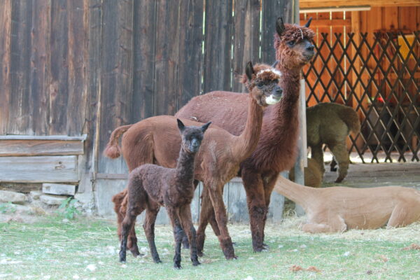 Alpakawanderung, Teamevent, Schulausflug, Ausflugsziel