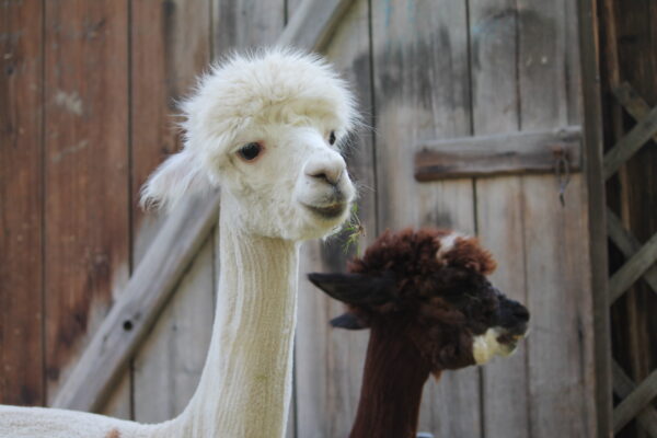 Alpakas der Alpaka Farm Anzengruber, Alpakawanderung in OÖ