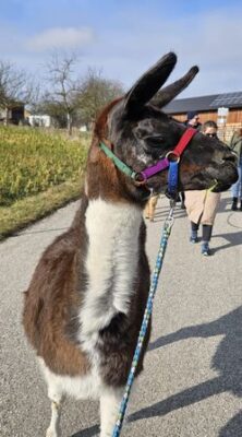 Hija Lama Hof Tollet Alpaka Farm Anzengruber, Alpakatrekking
