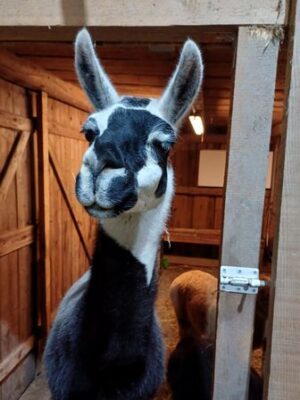 Lama Hof Tollet Sandro Alpaka Farm Anzengruber, Ausflugsziel, Alpakawanderung